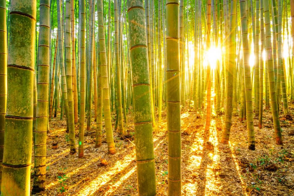 Bamboo l'oro verde - copertina
